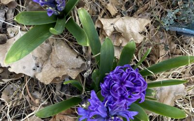 Seasonal Calender 2026