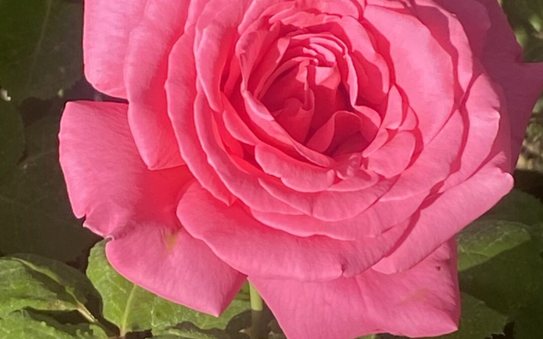 Merry May Celebration (Beltane) 5.3.25