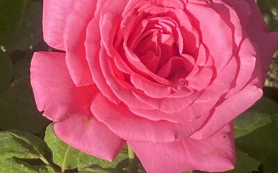 Merry May Celebration (Beltane) 5.3.25